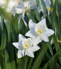 Narcis Tresamble - Narcissus - prodej cibulovin - 3 ks