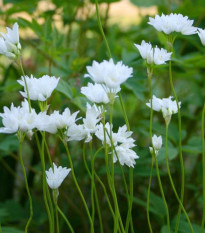 Česnek okrasný Zebdanense - Allium - prodej cibulovin - 3 ks