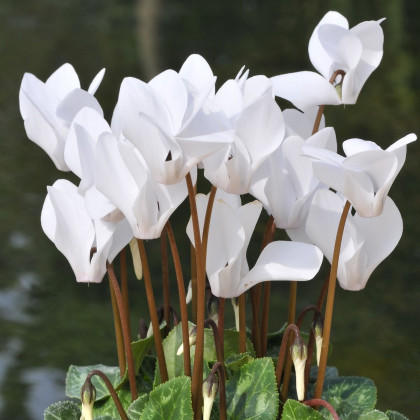 Brambořík břečťanolistý bílý - Cyclamen hederifolium album - prodej cibulovin - 1 ks