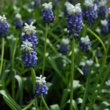 Modřenec Touch of snow - Muscari armeniaca - prodej cibulovin - 5 ks