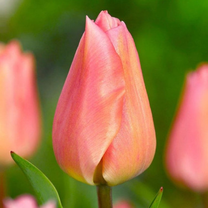 Tulipán Apricot Beauty - Tulipa - prodej cibulovin - 3 ks