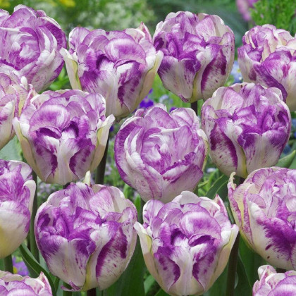 Tulipán plnokvětý Double Shirley - Tulipa - prodej cibulovin - 3 ks