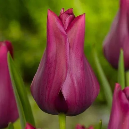 Tulipán Merlot - Tulipa - prodej cibulovin - 3 ks