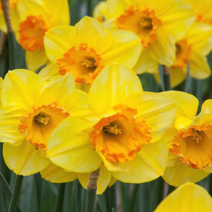 Narcis Early Flame - Narcissus - prodej cibulovin - 3 ks