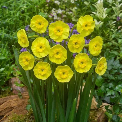 Narcis Sun Disc - Narcissus jonquilla - prodej cibulovin - 3 ks