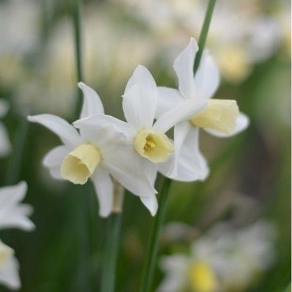 Narcis Toto - Narcissus - prodej cibulovin - 3 ks