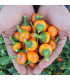 Chilli Korál oranžové - Capsicum annuum - prodej semen - 7 ks