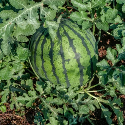 Vodní Meloun Saskatchewan - Citrullus lanatus - prodej semen - 6 ks