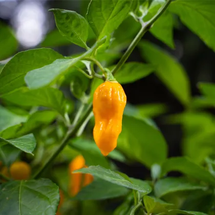 Chilli Bleeding Jigsaw - Capsicum chinense - prodej semen - 7 ks