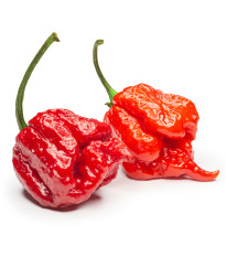 Chilli 7 Pot Primo - Capsicum chinense - prodej semen – 6 ks