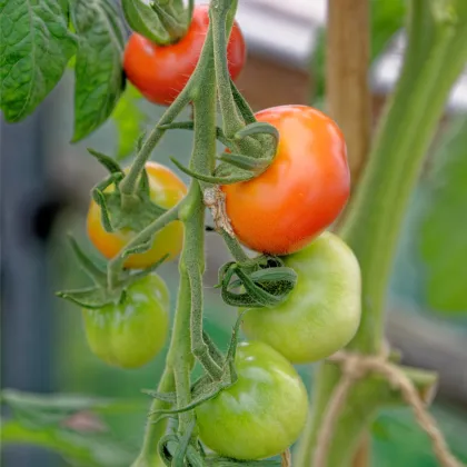 Rajče koktejlové Primavera - Solanum lycopersicum - prodej semen - 7 ks