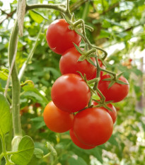 Rajče Resibella - Solanum lycopersicum - prodej semen - 6 ks