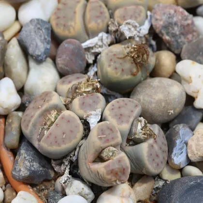 Lithops dinteri Dintergreen - prodej semen - 10 ks