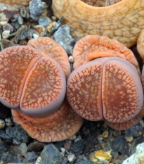 Lithops euniceae Fluminalis - prodej semen - 10 ks