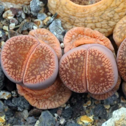 Lithops euniceae Fluminalis - prodej semen - 10 ks