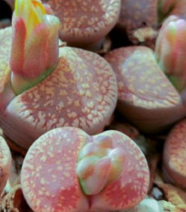 Lithops aucampiae Rudesheim Shiraz - prodej semen - 10 ks