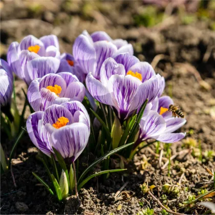 Krokus Pickwick - Crocus vernus - prodej cibulovin - 3 ks