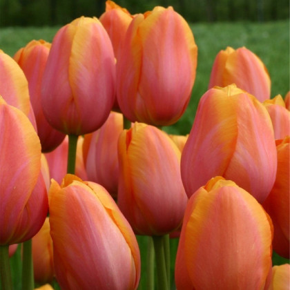 Tulipán Dordogne - Tulipa - prodej cibulovin - 3 ks