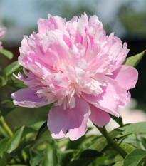 Pivoňka Amabilis - Paeonia lactiflora - prodej cibulovin - 1 ks