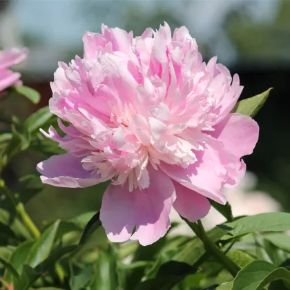 Pivoňka Amabilis - Paeonia lactiflora - prodej cibulovin - 1 ks