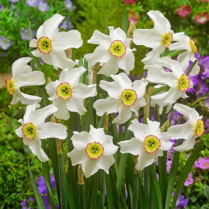 Narcis Poeticus Recurvus Pheasant eye - Narcissus L. - prodej cibulovin - 3 ks