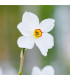 Narcis poetický Actaea - Narcissus poeticus - prodej cibulovin - 3 ks
