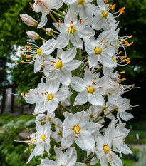 Liliochvostec Robustus - Eremurus - prodej kořenových hlíz - 1 ks