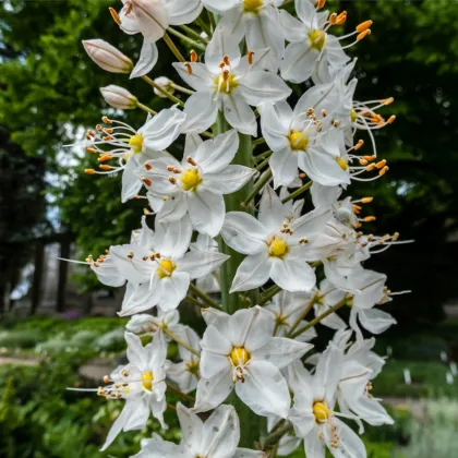 Liliochvostec Robustus - Eremurus - prodej kořenových hlíz - 1 ks