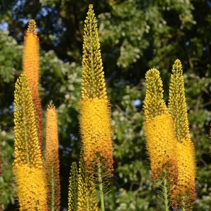 Liliochvostec úzkolistý Kleopatra - Eremurus - prodej kořenových hlíz - 1 ks