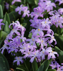 Ladonička fialová Violet Beauty - Chionodoxa luciliae - prodej cibulovin - 5 ks