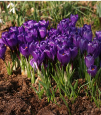 Krokus Remembrance - Crocus vernus - prodej cibulovin - 3 ks