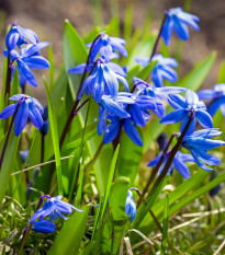 Ladoňka sibiřská modrá - Scilla siberica - prodej cibulovin - 3 ks