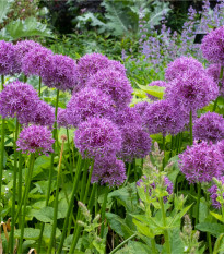 Česnek okrasný - Allium purple sensation - prodej cibulovin - 3 ks