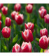 Tulipán Canasta - Tulipa - prodej cibulovin - 3 ks