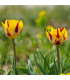 Tulipán Washington - Tulipa - prodej cibulovin - 3 ks