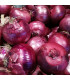 Cibule sazečka zimní Rote Winter - Allium cepa - prodej cibulovin - 50 ks