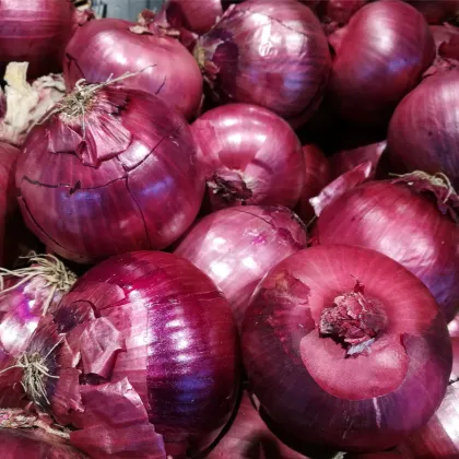 Cibule sazečka zimní Rote Winter - Allium cepa - prodej cibulovin - 50 ks