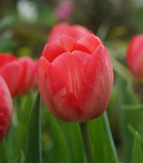 Tulipán Van Eijk - Tulipa - prodej cibulovin - 3 ks