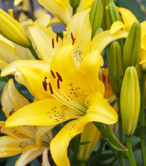 Lilie Yellow Tiger - Lilium lancifolium - prodej cibulovin - 1 ks