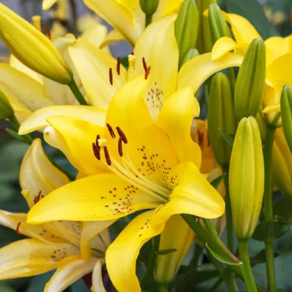 Lilie Yellow Tiger - Lilium lancifolium - prodej cibulovin - 1 ks