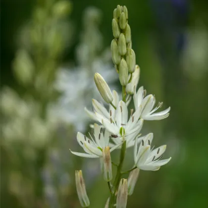 Ladoník bílý - Camassia alba - prodej cibulovin - 2 ks