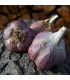 Sadbový česnek Janko - Allium sativum - paličák - prodej cibulí česneku - 1 balení