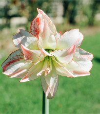 Hvězdník Aphrodite - Hippeastrum - prodej cibulovin - 1 ks