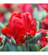 Tulipán Rococo - Tulipa - prodej cibulovin - 3 ks
