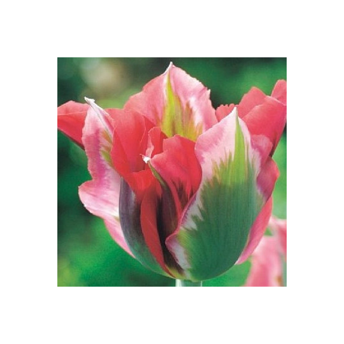 Tulipán Esperanto - Tulipa - prodej cibulovin - 3 ks