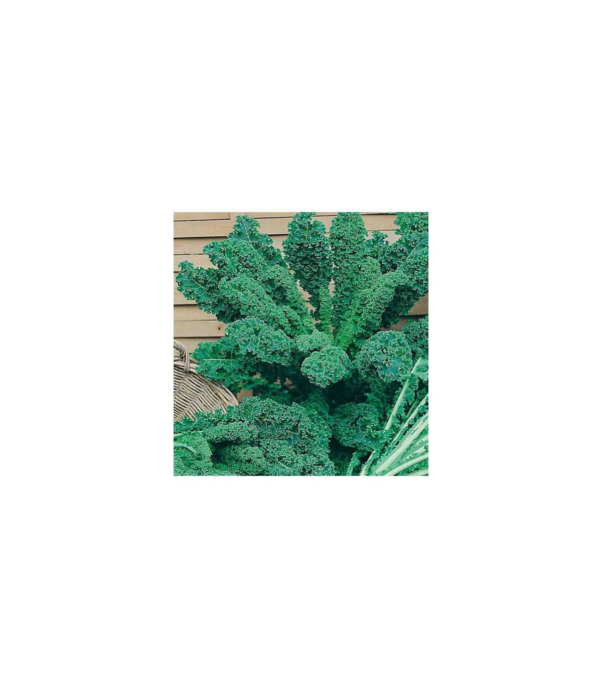 Kadeřávek zelený - semena kadeřávku - 0,9 gr