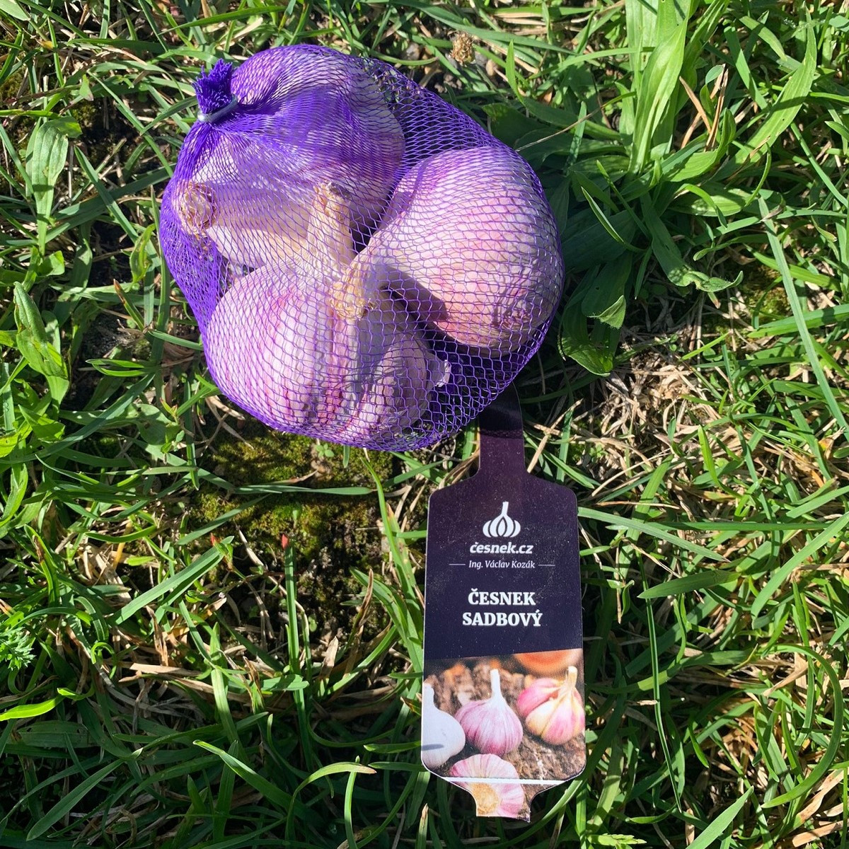 Sadbový česnek Slavin II - Allium sativum - paličák - prodej cibulí česneku - 1 balení