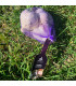Sadbový česnek Havran - Allium sativum - paličák - prodej cibulí česneku - 1 balení