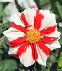 Jiřinka Fire and Ice - Dahlia hybrida - prodej cibulovin - 1 ks