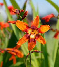 Montbrécie Emily Mckenzie - Crocosmia - prodej cibulovin - 4 ks